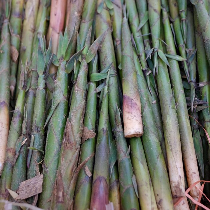 Măng tươi rừng Bắc Ruộng