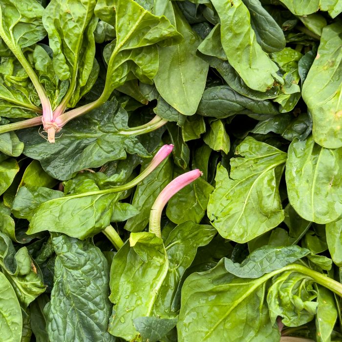 Rau cải sạch vườn nhà